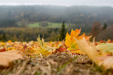 Image showing Maple tree leaves in Latvia.