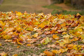 Image showing Maple tree leaves in Latvia.