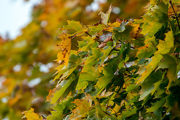 Image showing Maple tree leaves in Latvia.