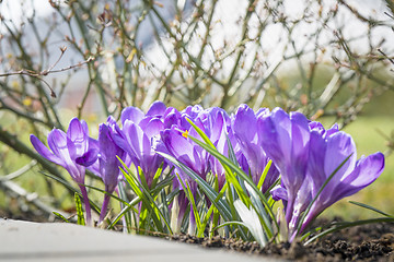 Image showing Purple crocus flowers in a garden flowerbed