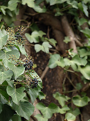 Image showing Ivy Blooms