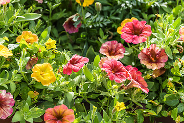 Image showing Beautiful flowers in a garden at summertime