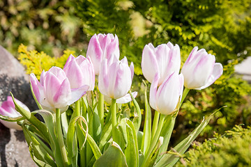 Image showing Pink tulips in a green garden in April