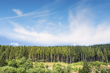 Image showing Pine tree forest under a blue sky