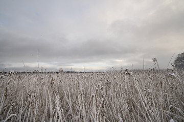 Image showing Rushes with frosty leaves close to a lake