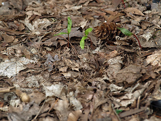 Image showing New Growth