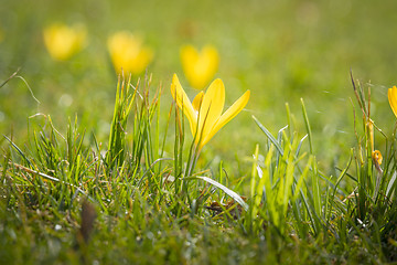 Image showing Yellow crocus flower blooming in the mornig sun