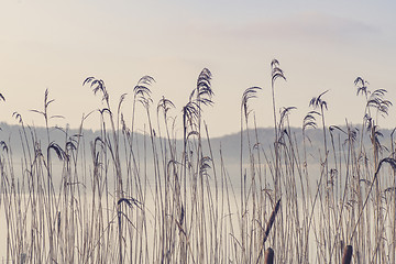 Image showing Rushes by a misty lake in the morning sun