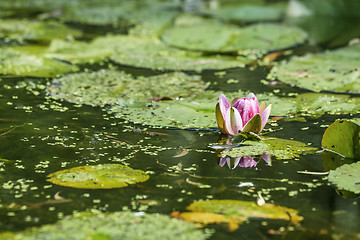 Image showing Pink water lily in a pond with algae