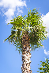 Image showing Palm tree in the tropics