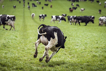 Image showing Happy cow jumping down a green field