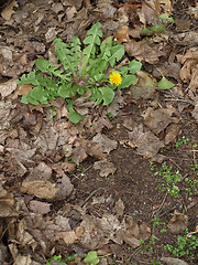 Image showing Dandelion Sprout