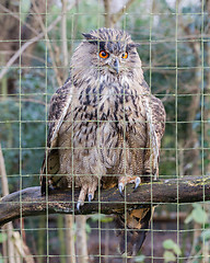 Image showing Portrait of a large eurasian eagle-owl