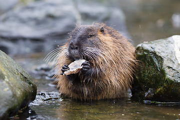 Image showing Coypu is eating