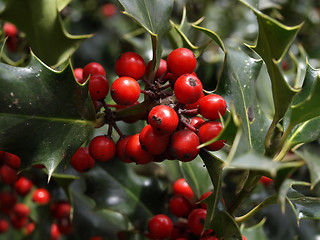 Image showing Holly Berries