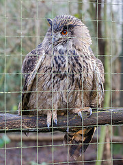 Image showing Portrait of a large eurasian eagle-owl