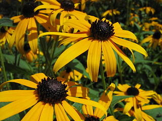 Image showing Close-up of yellow flowers