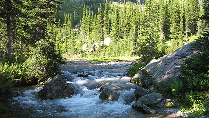Image showing Water flowing through forest