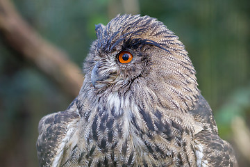 Image showing Portrait of a large eurasian eagle-owl