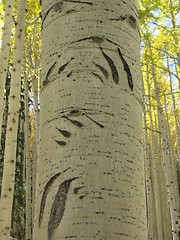 Image showing Aspen Tree