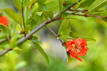 Image showing Pomegranate