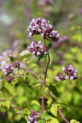 Image showing Oregano flowers