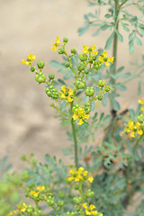 Image showing Common rue