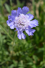 Image showing Caucasian pincushion flower