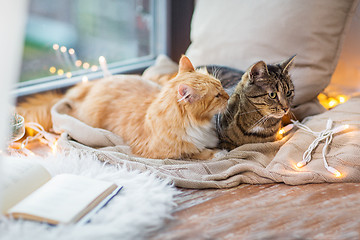 Image showing two cats lying on window sill with blanket at home