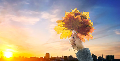 Image showing hand with autumn maple leaves over sunset in city