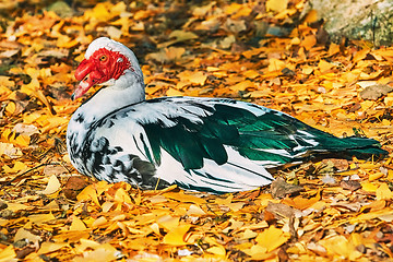 Image showing Resting Muscovy Duck