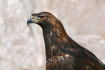 Image showing Portrait of Eagle