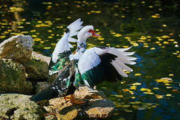 Image showing Muscovy Duck on the Shore