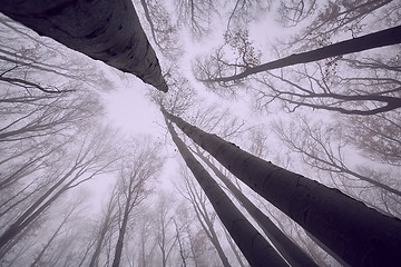 Image showing Autumn Forest Fog