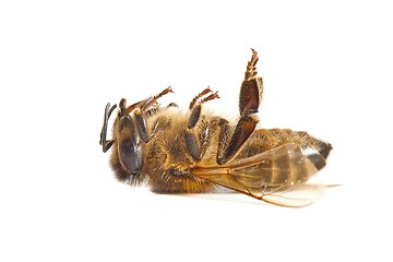 Image showing Bee on white background