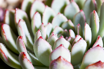 Image showing Succulent or cactus with water drops