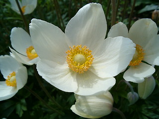 Image showing Wood Anemone (by breeding)