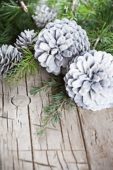 Image showing  Evergreen fir tree branch and white pine cones.