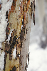 Image showing Colourful Australian gum tree bark in winter