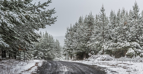 Image showing Snow falling in state pine forest in early winter