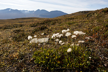 Image showing Flowers in autumn mountains. Northern Sweden