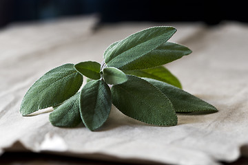 Image showing Fresh sage twig with leaves