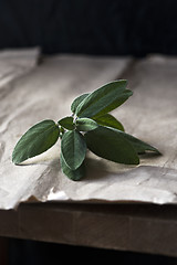 Image showing Fresh sage twig with leaves