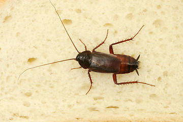 Image showing Cockroach Crawling On Slice Of Bread