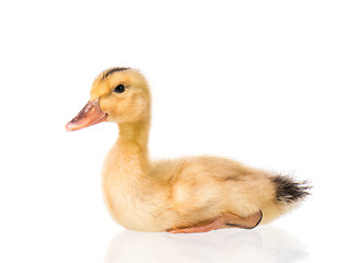 Image showing Cute newborn duckling