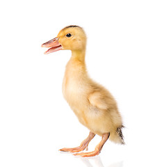 Image showing Cute newborn duckling