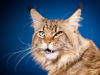 Image showing Portrait of Maine Coon cat