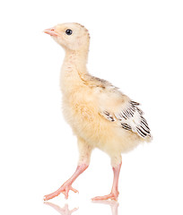 Image showing Little chicken turkey