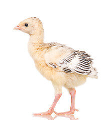 Image showing Little chicken turkey