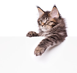 Image showing Maine Coon kitten with blank